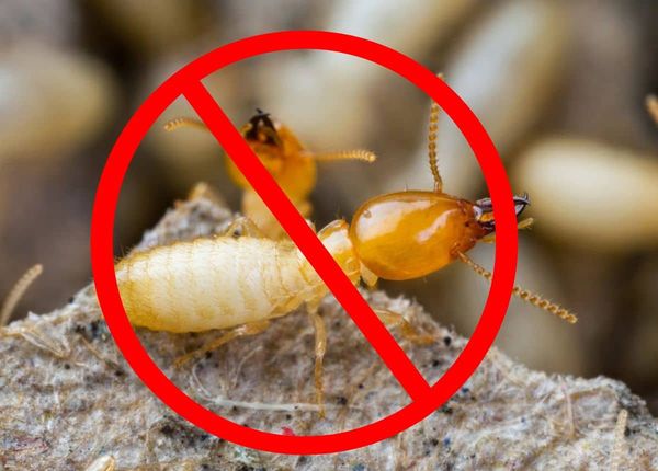 MỐI GÂY HẠI THẾ NÀO ĐẾN NGÔI NHÀ CỦA BẠN?
