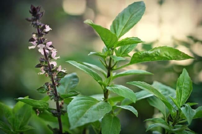 7 cách diệt gián tự nhiên, không cần hóa chất